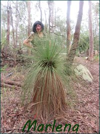 In the Bush 'Me behind a Grass Tree ' Pic 35