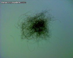 Pubic hair I collected - hair by hair - in public restrooms (urinals). Yes!...