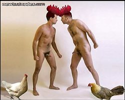 a cockfight for some innocent  "chooks"