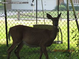 Check this out, A Winking DEER. Never saw this ever before.