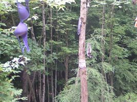 Here is a tree with underware, bras and panties hunging from the branches. ...